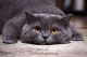 Scottish Fold Cats for sale in Oceanside, CA, USA. price: $1,500