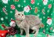 Scottish Fold Cats for sale in New Prague Blvd, Minnesota, USA. price: $800