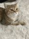 Scottish Fold Cats for sale in Meridian, ID, USA. price: $600