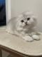 Scottish Fold Cats for sale in Auburn, WA, USA. price: $1,800