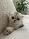 Scottish Fold Cats for sale in Los Angeles, CA, USA. price: $2,000