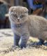 Scottish Fold Cats for sale in Santa Barbara, CA, USA. price: $300