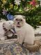 Scottish Fold Cats for sale in Abbotsford, WI 54405, USA. price: $1,000