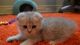 Scottish Fold Cats for sale in Scranton, PA, USA. price: $500