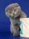 Scottish Fold Cats for sale in Anchorage, AK 99514, USA. price: $500