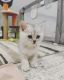 Scottish Fold Cats for sale in Spartanburg, SC, USA. price: $1,200