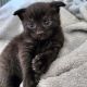 Scottish Fold Cats for sale in Kyle, TX, USA. price: $600