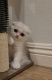 Scottish Fold Cats for sale in Chino, CA, USA. price: $1,900