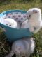 Scottish Fold Cats for sale in Mather, California. price: $1,600