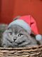Scottish Fold Cats for sale in Brooklyn, New York. price: $1,050