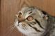 Scottish Fold Cats for sale in Strasburg, VA 22657, USA. price: $1,500
