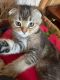 Scottish Fold Cats for sale in Gilbert, AZ 85296, USA. price: $1,300