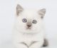 Scottish Fold Cats for sale in Raleigh, North Carolina. price: $400
