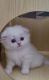 Scottish Fold Cats for sale in Chino, CA, USA. price: $2,400