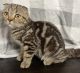 Scottish Fold Cats for sale in Philadelphia, Pennsylvania. price: $550
