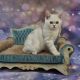 Scottish Fold Cats for sale in San Jose, CA, USA. price: $1,900
