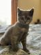 Scottish Fold Cats for sale in Gilbert, AZ 85296, USA. price: $790