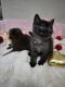 Scottish Fold Cats for sale in Grand Rapids, MI, USA. price: NA