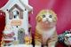 Scottish Fold Cats for sale in Boise, Idaho. price: $550