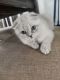 Scottish Fold Cats for sale in Coon Rapids, Minnesota. price: $800