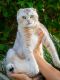 Scottish Fold Cats for sale in Temecula, California. price: $1,300