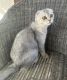 Scottish Fold Cats for sale in Temecula, California. price: $2,000