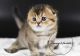 Scottish Fold Cats for sale in Los Angeles, California. price: $500