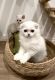 Scottish Fold Cats for sale in Chino, CA, USA. price: $2,100