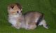 Scottish Fold Cats for sale in New York, New York. price: $650