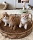 Scottish Fold Cats for sale in Charleston, West Virginia. price: NA