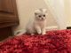 Scottish Fold Cats for sale in Gilbert, AZ 85296, USA. price: $1,600