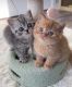 Scottish Fold Cats for sale in Los Angeles, California. price: $500