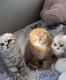 Scottish Fold Cats for sale in Houston, Texas. price: $500