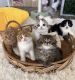 Scottish Fold Cats for sale in Baltimore, Alaska. price: NA
