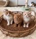 Scottish Fold Cats for sale in New York City, New York. price: $450