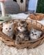Scottish Fold Cats for sale in Chicago, Illinois. price: $450