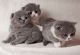 Scottish Fold Cats for sale in Raleigh, North Carolina. price: NA