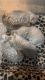 Scottish Fold Cats for sale in Greensboro, North Carolina. price: $1,200