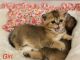 Scottish Fold Cats for sale in Chicago, Illinois. price: $1,300