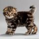 Scottish Fold Cats for sale in War, WV 24892, USA. price: NA