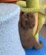 Scottish Fold Cats for sale in Nyack, New York. price: $1,800