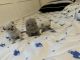 Scottish Fold Cats for sale in North Haven, Connecticut. price: $2,000