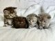 Scottish Fold Cats for sale in Springfield, Missouri. price: NA