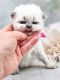 Scottish Fold Cats for sale in Watertown, NY 13601, USA. price: $2,500