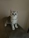 Scottish Fold Cats for sale in Maple Grove, Minnesota. price: $1,000