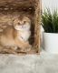 Scottish Fold Cats for sale in Everett, Washington. price: $700