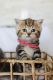 Scottish Fold Cats for sale in Citrus Heights, California. price: $1,650