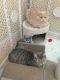 Scottish Fold Cats for sale in Bellport, NY 11713, USA. price: $800