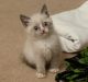 Scottish Fold Cats for sale in Madison, WI, USA. price: $450