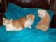 Scottish Fold Cats for sale in Billings, MT, USA. price: $300